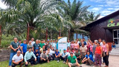 Palma sostenible: Palmicultores se capacitan para promover buenas prácticas en la agricultura de Ucayali