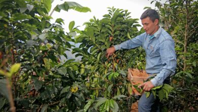 Taza de Excelencia Perú 2023: el mejor café del Perú es del productor cajamarquino Yoniser Mego Silva