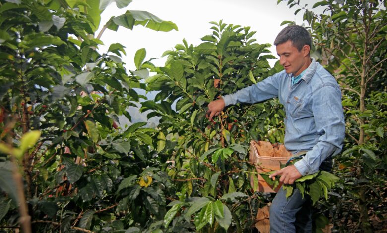 Taza de Excelencia Perú 2023: el mejor café del Perú es del productor cajamarquino Yoniser Mego Silva
