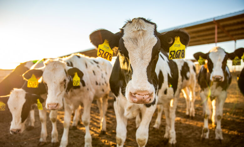 Día Mundial del One Health: protegiendo la salud de los animales, personas y el medioambiente