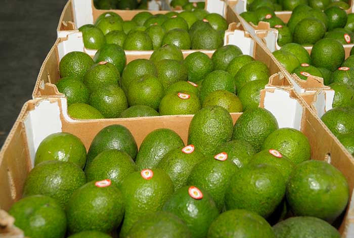 palta peruana llegó a 36 mercados