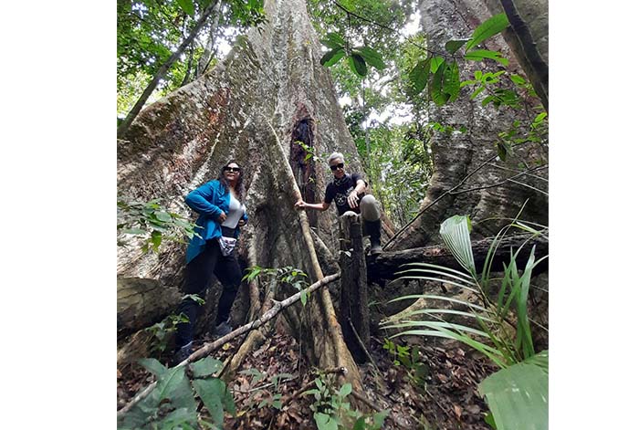 BanBif impulsa protección de 10 mil árboles en Madre de Dios mediante “Campaña Guardianes de la Amazonía”