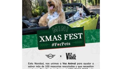 MINI Xmas Fest: MINI y ONG Voz Animal se unen este domingo 03 para contribuir con el cuidado de más de 100 mascotas rescatadas esta Navidad