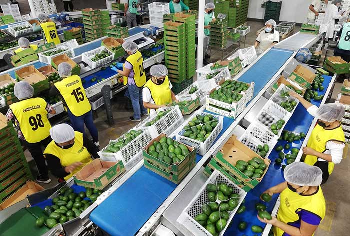agroexportaciones peruanas cerraron con una caída de -2.6%