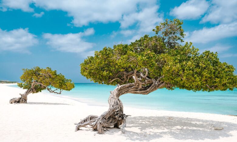 Aruba: 5 motivos para visitar la isla feliz en el 2024