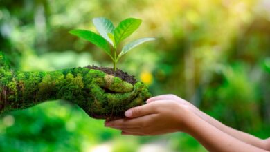 Día Mundial de la Educación Ambiental: 5 consejos para ser más consientes con el medio ambiente