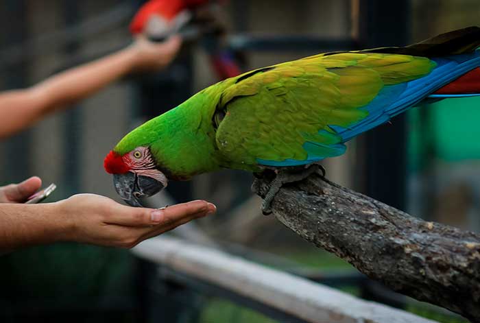 Perú líder mundial en especies de aves ¿Cómo podemos ayudar a conservar esta biodiversidad?