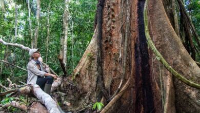 Dia de la Mujer: Tatiana Espinosa, protectora del bosque amazónico en Madre de Dios