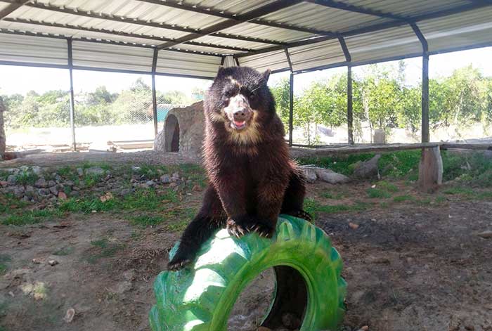 Centro de cría en Piura colabora con científicos de EE.UU. en estudio para la conservación del oso de anteojos