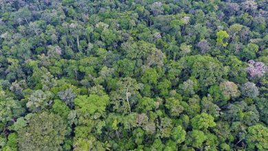 El OSINFOR presenta su contribución a la lucha contra la tala ilegal ante economías del APEC