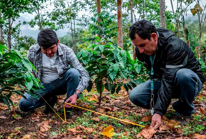 Región Cajamarca lidera la revolución del café sostenible y carbono neutro en Perú