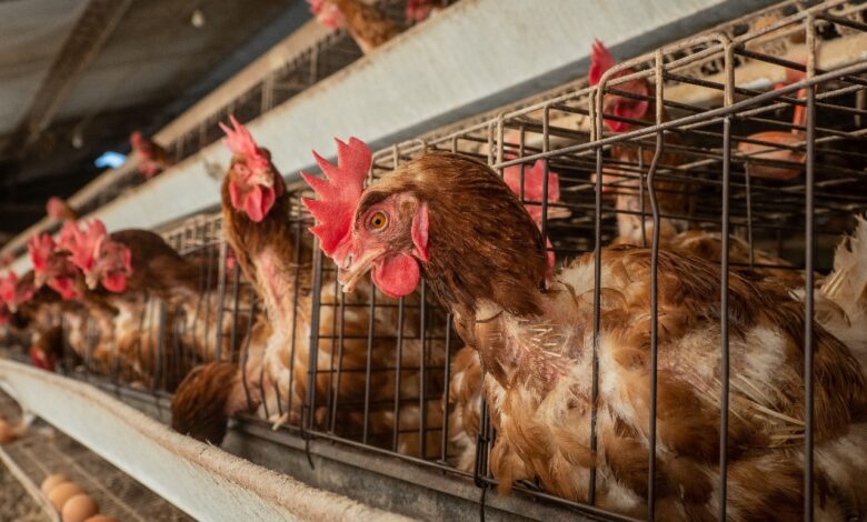 Más del 99% de establecimientos hoteleros en Perú no se preocupan por el bienestar animal