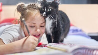 ¿El alimento de tu mascota cumple con los estándares de calidad?