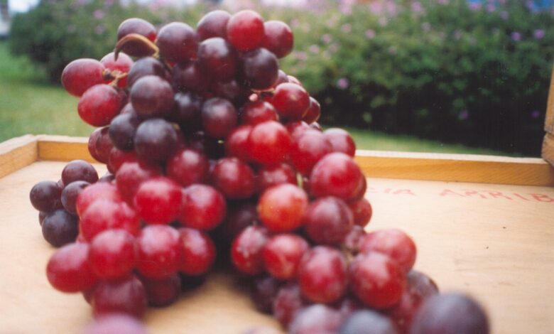 Perú fue el segundo proveedor mundial de frutas frescas de Estados Unidos en el 2023