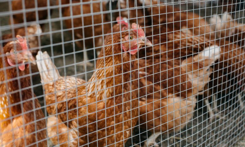 Industria avícola: ¿Cuál es la realidad de las gallinas ponedoras de huevo en Perú?