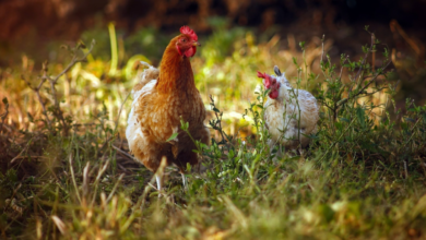 ¿Por qué apostar por una ley que proteja a las gallinas ponedoras de huevo en Perú?