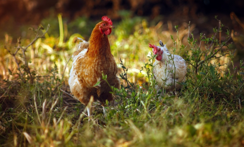 ¿Por qué apostar por una ley que proteja a las gallinas ponedoras de huevo en Perú?