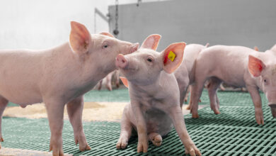 MSD Animal Health promueve la innovación y tecnología porcina con el Premio Pignnovation del High-Quality Pork 2024
