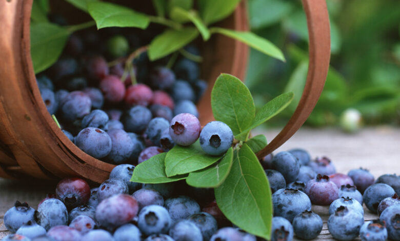 Exportaciones peruanas cayeron -8% en marzo