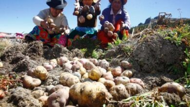 El Banco de Germoplasma más grande del mundo está en Perú