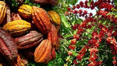 La Cámara Peruana de Café y Cacao realizará la 26 Convención Nacional