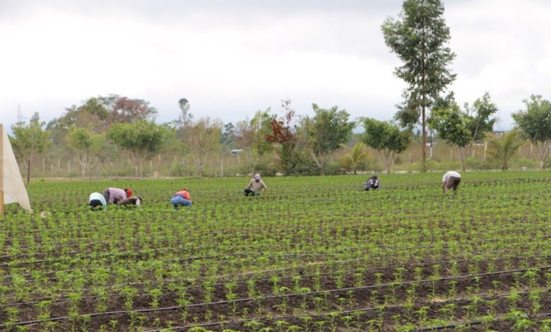 Biocrédito de Caja Piura: Agricultor hace crecer su negocio al aumentar ingresos cuidando la Amazonía Peruana