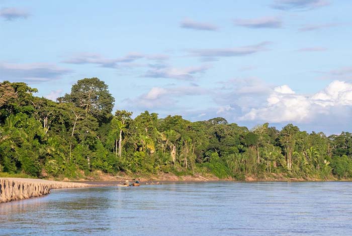 Día Internacional de los Bosques Tropicales: Cinco acciones para proteger el corazón del planeta