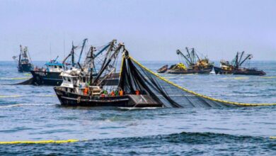 Sector pesquero saluda anuncio del gobierno en combatir la pesca ilegal de barcos extranjeros en territorio nacional