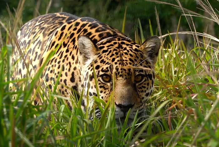 DIRECTV celebra el mes del Ambiente con una programación especial