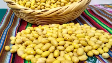 Mayor trabajo público-privado mejorará competitividad de legumbres peruanas