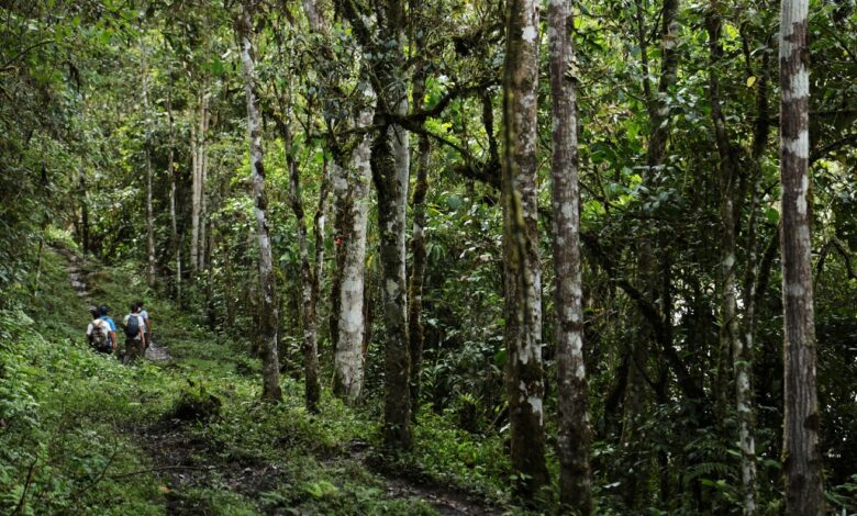 EPSON continúa adopción de árboles nativos y promueve la reforestación en Perú