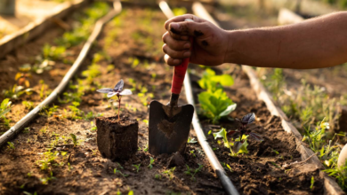 Mercado alimentario: 3 ventajas de producir alimentos orgánicos en el Perú