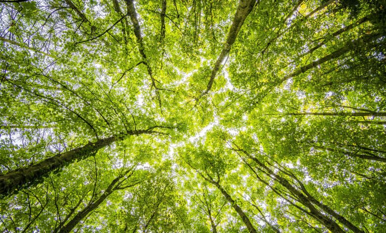 Iniciativas con impacto: las compañías de hoy buscan liderar acciones que contemplen compensar las emisiones de CO2
