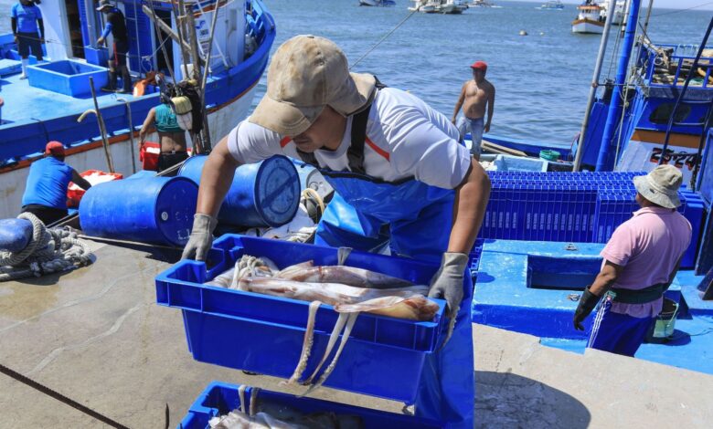 PRODUCE: Captura del recurso pota ha sido afectada por el fenómeno “El Niño” de febrero 2023 - marzo 2024