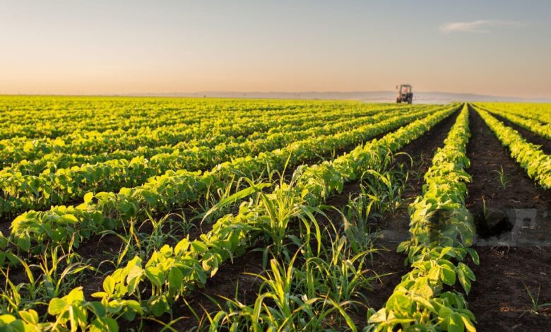 Tecnología agroindustrial impulsa las exportaciones de palta, espárragos y uvas en el Perú