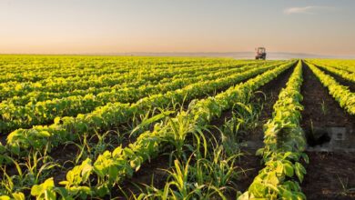 Tecnología agroindustrial impulsa las exportaciones de palta, espárragos y uvas en el Perú