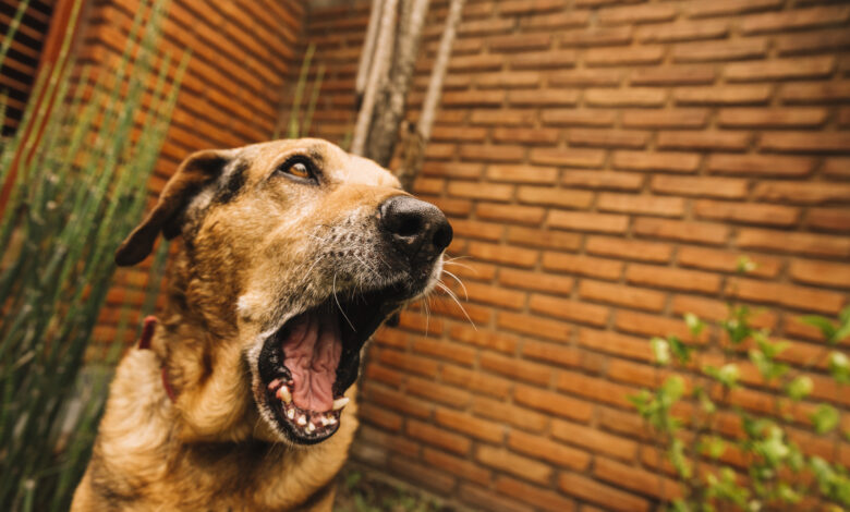 ¿Cuáles son los cuidados que debes tener en cuenta para proteger a tu mascota de la rabia?