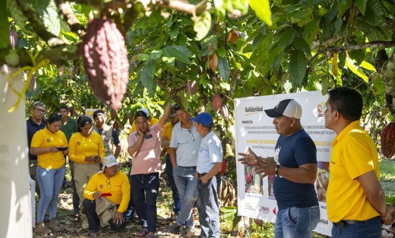 Perú impulsa una producción libre de deforestación a través de aplicativo para pequeños productores