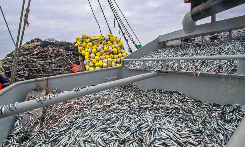 Pesca de anchoveta alcanza el 65.56% de la cuota en la segunda temporada 2024