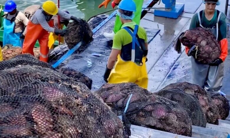 PRODUCE autoriza extracción de concha de abanico por la isla Lobos de Tierra entre Piura y Lambayeque