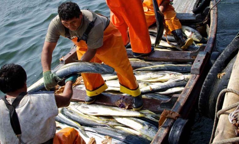Pesca para consumo humano y acuicultura concluye el 2024 con un panorama negativo