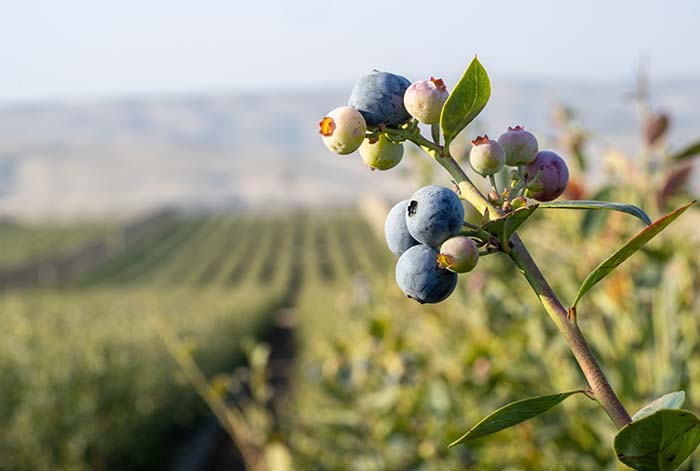 Hortifrut Genetics lanza en Fruit Logistica una estrategia de marca inspirada en las piedras preciosas