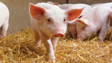 Carne de cerdo: Una opción nutritiva y baja en grasa para una dieta saludable en verano