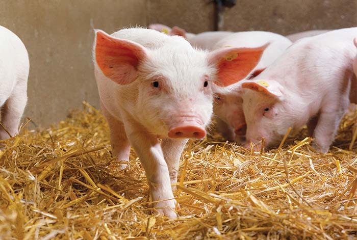 Carne de cerdo: Una opción nutritiva y baja en grasa para una dieta saludable en verano