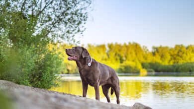 Mascotas: Recomendaciones para un proceso de esterilización responsable