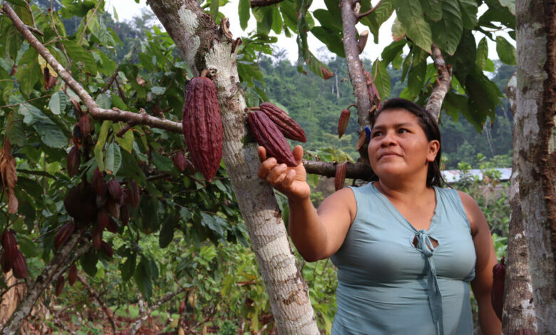 Comunidades awajún transforman su futuro con el cacao: Un modelo de desarrollo sostenible en la región Amazonas