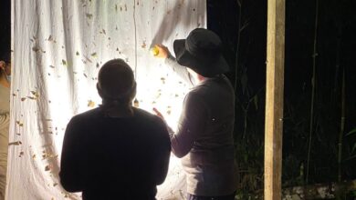 Día Mundial de la Vida Silvestre: Seis iniciativas innovadoras que preservan la biodiversidad en Perú