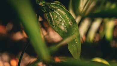 Natura es la única empresa brasileña en el ranking internacional de empresas con mejor reputación del mundo