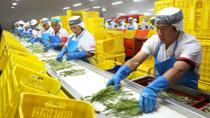 El 78% de las agroexportaciones peruanas proviene de la costa