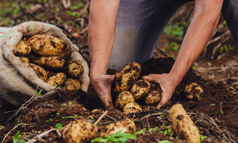 Cinco departamentos aportaron el 65,2% de la producción total de papa durante febrero de 2025